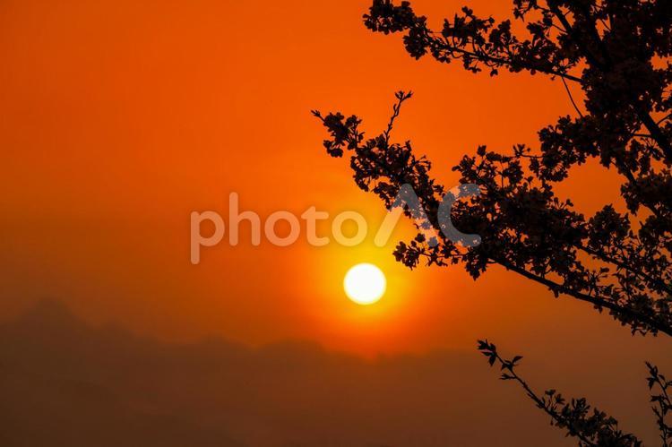 木の枝シルエットと夕焼け空 夕陽,夕焼け,夕焼け空の写真素材