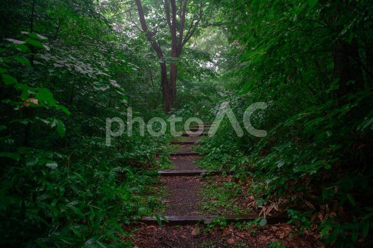 森の中の木の階段 森,木の階段,雨の写真素材