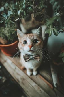 こちらを見上げるリボンをつけた猫 こちらを見上げるリボンをつけた猫の写真
