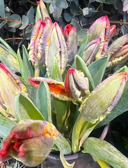 つぼみのチューリップ チューリップ,花,つぼみの写真素材