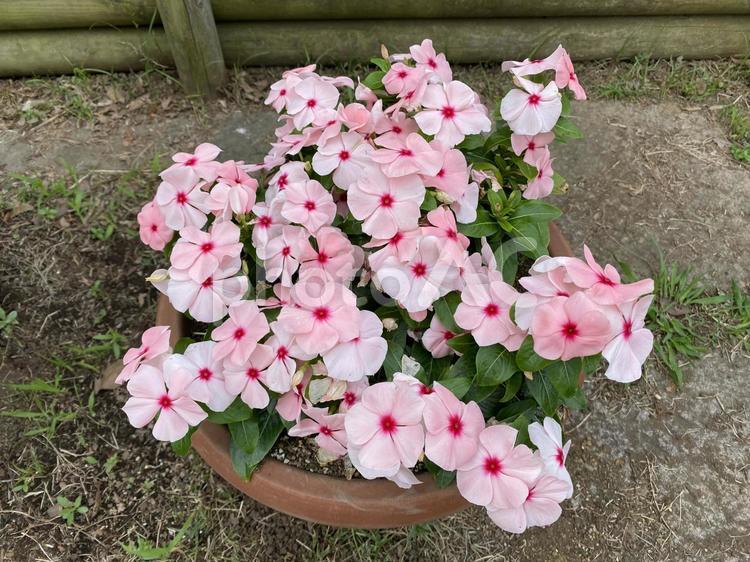 6月の植物　淡いピンク プランター（鉢）,自然,庭の写真素材