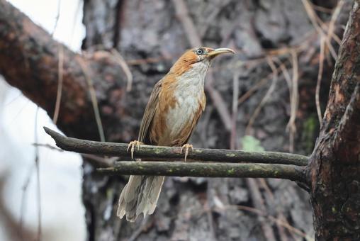 ホオアカマルハシ ホオアカマルハシの写真