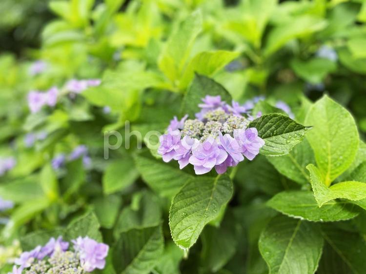紫陽花の咲く風景 あじさい,梅雨,花の写真素材