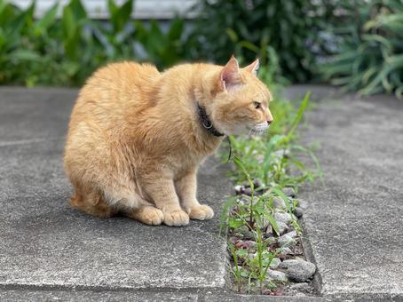 外で人を待つオレンジ猫 外で人を待つオレンジ猫 野良猫,地域猫,猫の写真素材