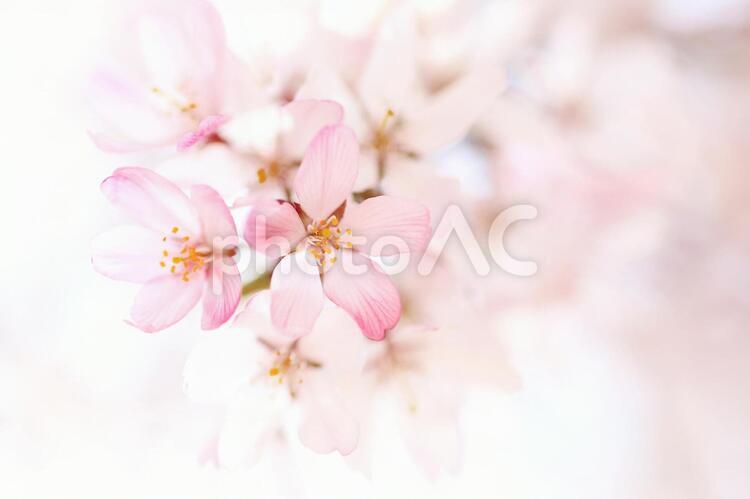 枝垂れ桜　ピンクの花 枝垂桜,桜,花の写真素材