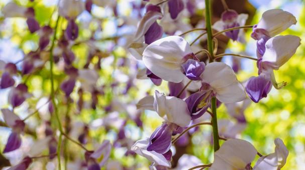 骨波田の藤棚の藤の花49 骨波田の藤棚の藤の花49の写真