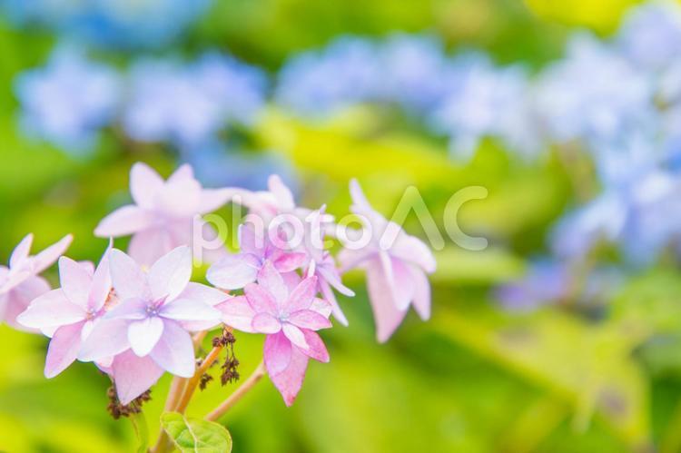 アジサイ　１５　色とりどりの紫陽花 ピンク,赤,赤紫の写真素材