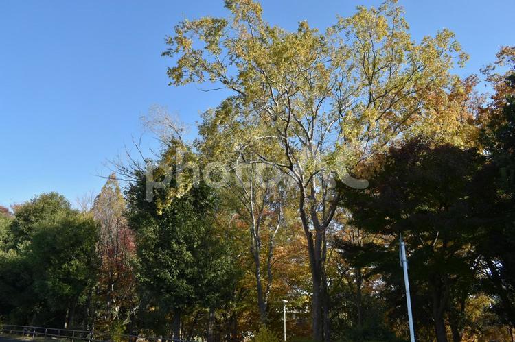 初冬の朝の横浜市北部の遊歩道の紅葉 紅葉,色付き,木々の写真素材