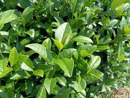 茶畑 茶畑 茶畑,お茶,農業の写真素材