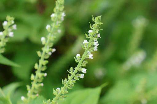 大葉の花 大葉の花の写真