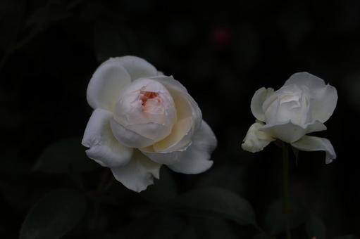 夜の白バラとつぼみ バラ,薔薇,白の写真素材