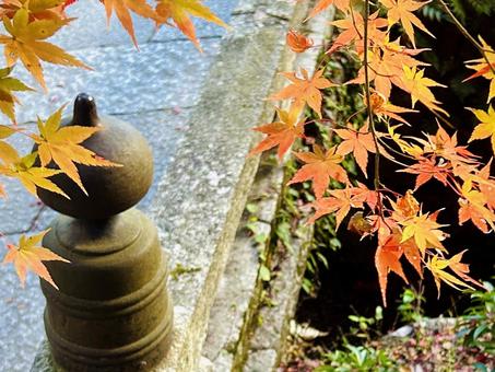 橋と紅葉したモミジ もみじ,紅葉,橋の写真素材