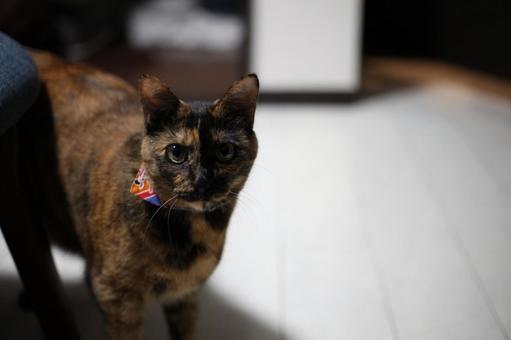 こっちにくる猫 猫,ネコ,ねこの写真素材