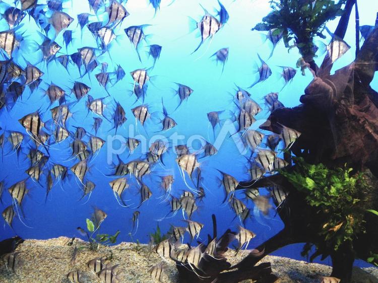 幻想的な魚の群れ 魚,魚群,魚の群れの写真素材