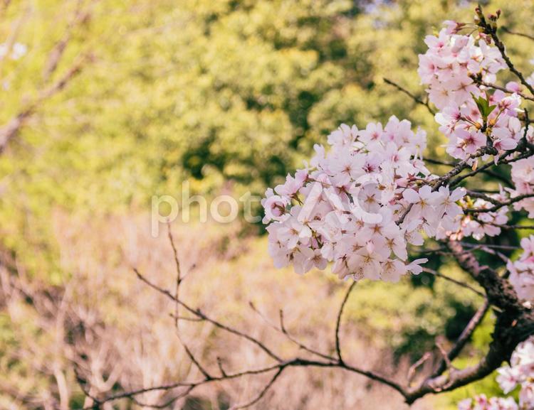 ソメイヨシノ桜15 桜,ソメイヨシノ,咲くの写真素材
