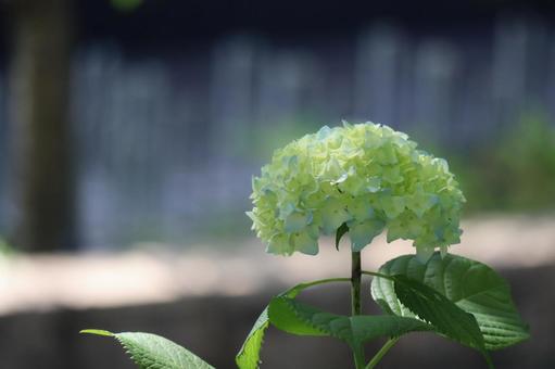 薄い色の紫陽花の花のアップ 薄い色の紫陽花の花のアップ 薄い,色,紫陽花の写真素材
