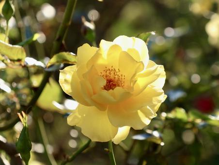 輝くバラ バラ,薔薇,黄色の写真素材