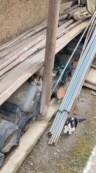 資材置き場に集まる子猫たち 資材置き場に集まる子猫たちの写真