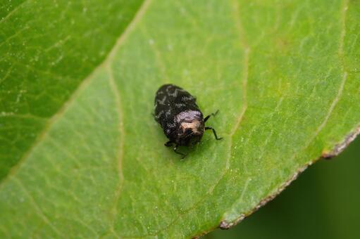 チビタマムシの仲間 チビタマムシ,タマムシ,甲虫の写真素材