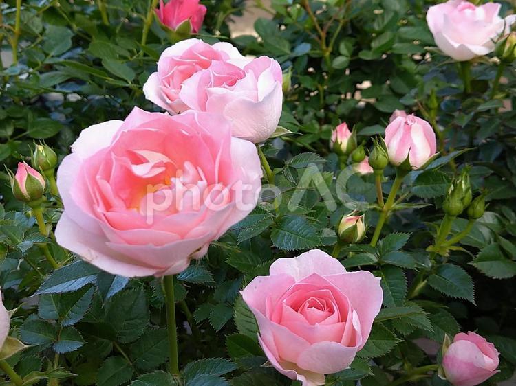 綺麗な薔薇の花が咲きました 薔薇,綺麗,かわいいの写真素材