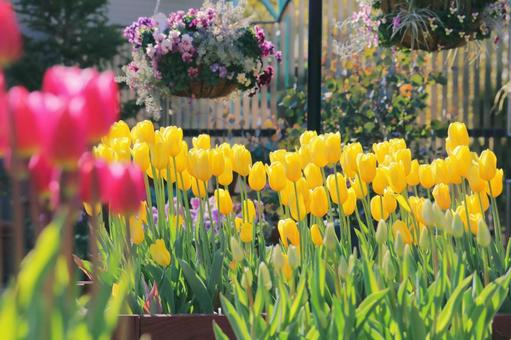 黄色いチューリップ アイスチューリップ,チューリップ,花の写真素材