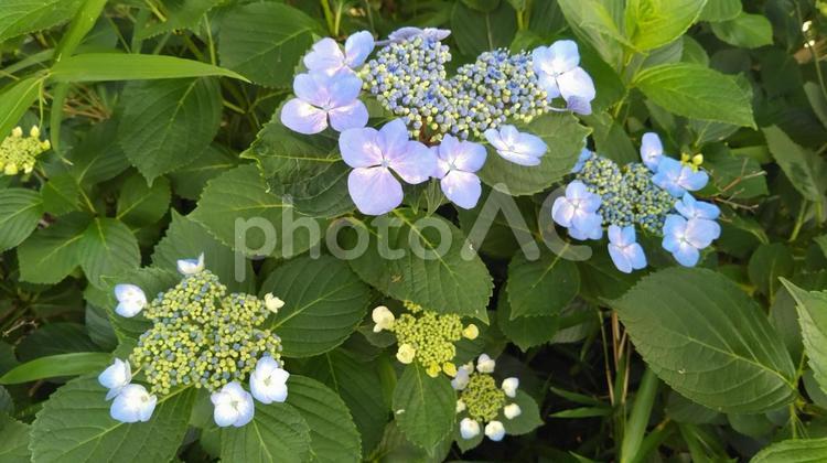 梅雨とアジサイ 梅雨,紫陽花,アジサイの写真素材