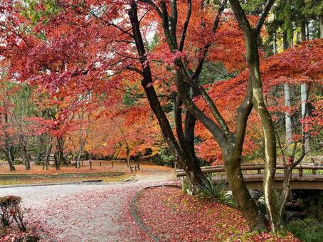 秋の風景 紅葉,黄葉,もみじの写真素材