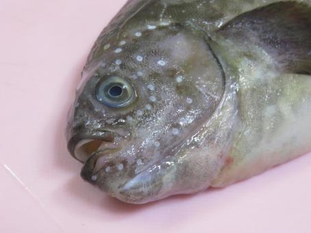 ボウズギンポ ボウズギンポ 坊主銀宝,珍魚,魚の写真素材