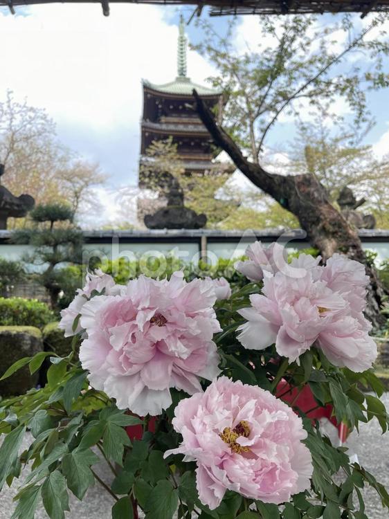 上野東照宮ぼたん苑と五重塔 牡丹,五重塔,サツキの写真素材