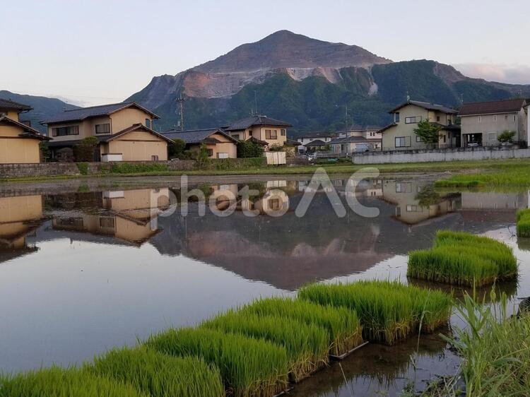 逆さ武甲山（農業　田植え） 逆さ武甲山,田植え,水田の写真素材