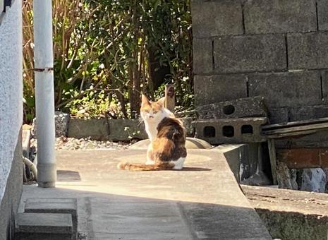 Calico cat looking back, JPG Calico cat looking back, JPG