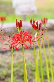 路傍に咲くヒガンバナ ヒガンバナ,秋の花,秋の写真素材