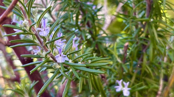 庭のローズマリーの花 庭のローズマリーの花 ローズマリー,ハーブ,植物の写真素材