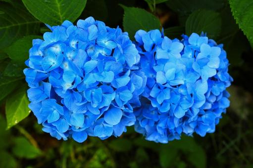 アジサイ35(横浜市内にて) アジサイ35(横浜市内にて)の写真