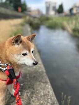 柴犬川で黄昏る 柴犬川で黄昏るの写真