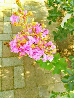 花　ピンクの写真