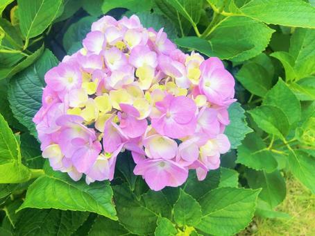 紫陽花 紫陽花の写真