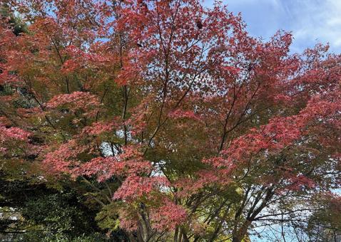 青空と紅のコントラスト 紅葉,もみじ,秋の写真素材