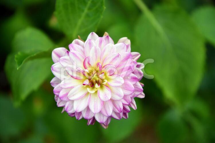 花　野草　草花　ピンク 花,野草,草花の写真素材