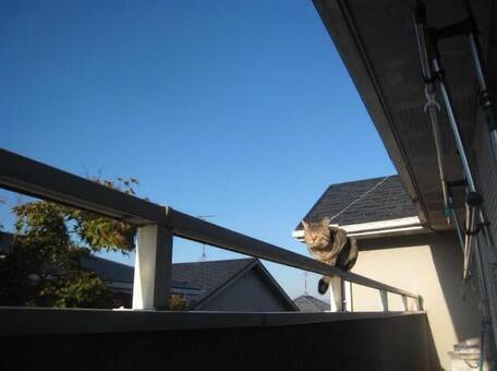 ベランダの猫 ベランダの猫の写真