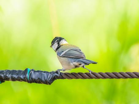 枝にとまるシジュウカラ 枝にとまるシジュウカラの写真