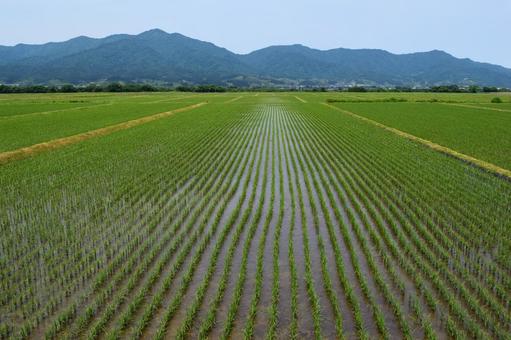 初夏の水田 山形県庄内 初夏の水田 山形県庄内 初夏の水田,初夏の田園,初夏の田んぼの写真素材