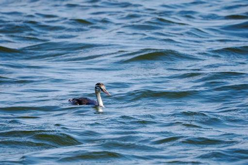 カンムリカイツブリの若鳥⑹ カンムリカイツブリの若鳥⑹の写真