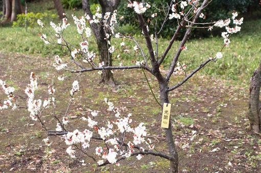 小石川後楽園の梅 梅,梅の花,植物の写真素材