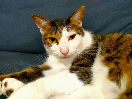 横になっている猫 横になっている猫の写真