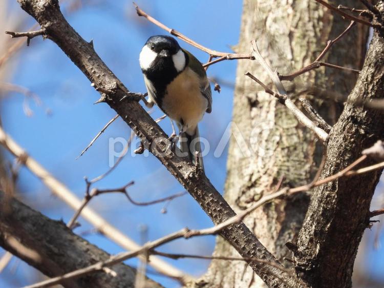 近所の小川で撮ったシジュウカラ 木,野鳥,動物の写真素材
