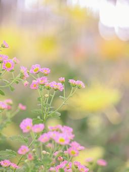 菊 菊 菊,菊の花,キクの写真素材