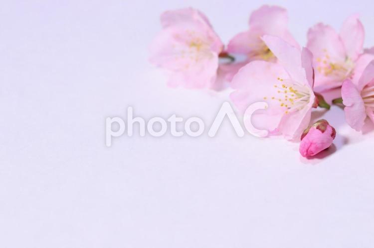 ピンクの桜のフレーム　白い背景 桜,花のフレーム,ピンクの写真素材