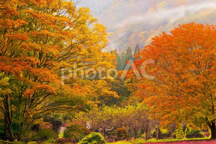 紅葉の秋、抱返り渓谷の朝もや 旅行,景色,紅葉の名所の写真素材
