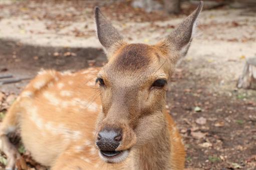 宮島の鹿 宮島の鹿の写真